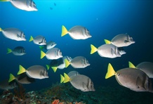 Coiba National Marine Park